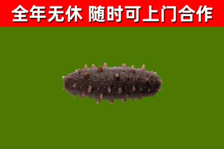 黟县回收海参干